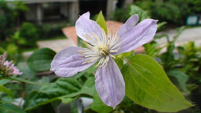 6-11��, �������еĻ���, ���������, ��ɫ��ǳ, Զû�¿�ʱ�ÿ�!