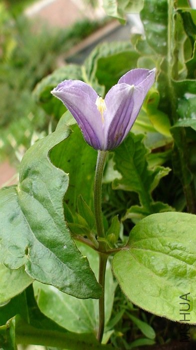 ��ʵ����С��.