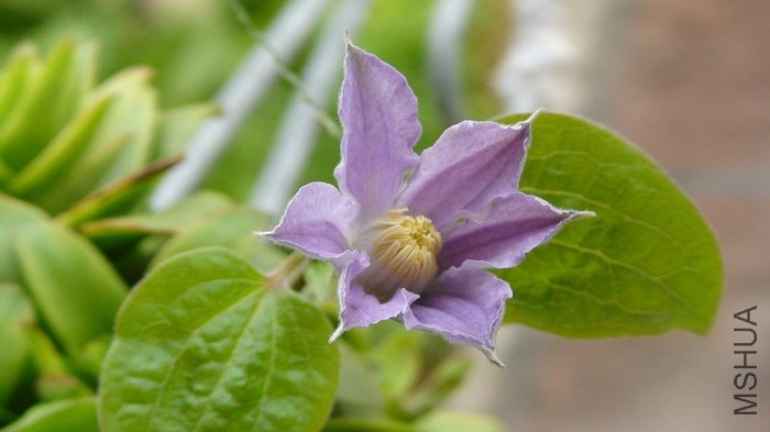 һ�߼��л�ʱ���Ѿ���ʼ��֦��, ֦���������ֳ�����, �ⲻ, 6-23��, С����������!