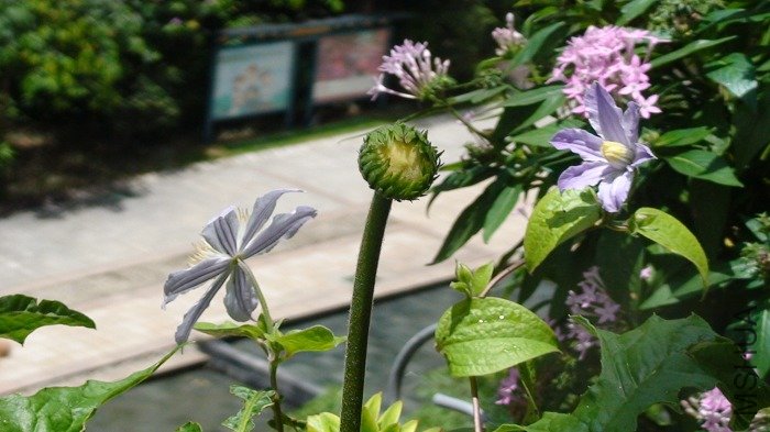 ���仨��������졣