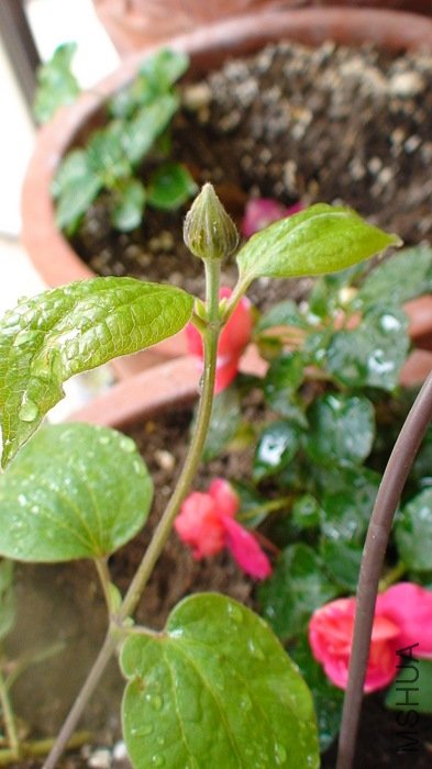 6-4��, С���ĵڶ�����������д!