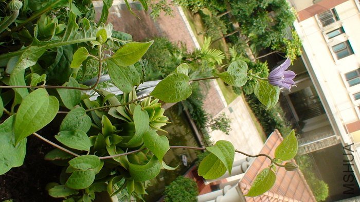 ����ȫ������! �³��֦���᳤һЩ, �����ȵ�һ��ҲҪСһЩ.