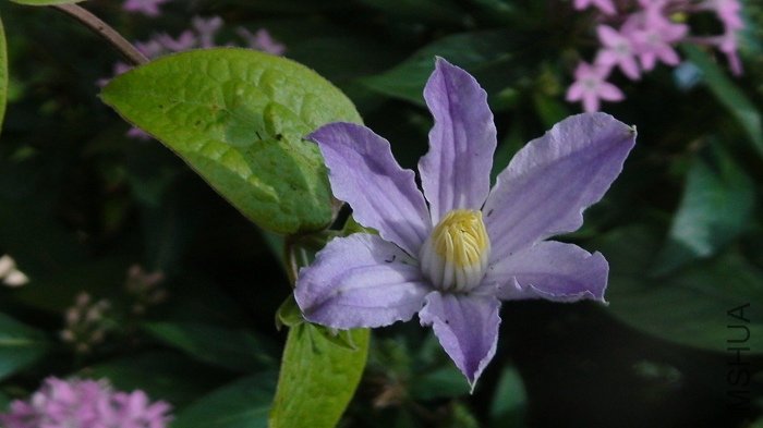 ���ǵ������ĵ�һ�仨����ɫ����ҪŨ��һЩ��