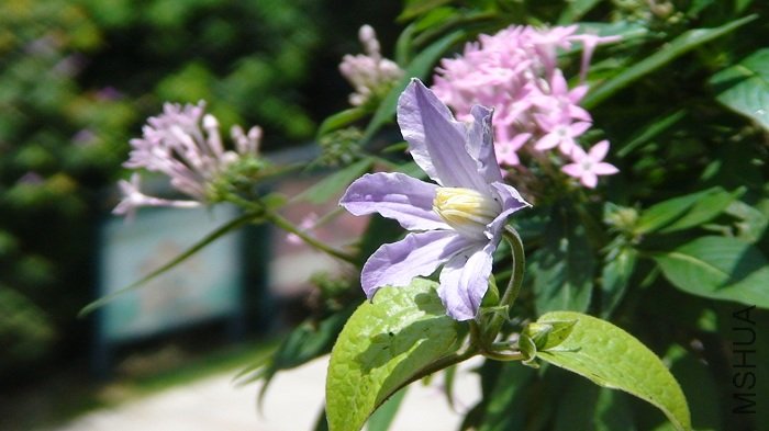 ���ǵ������ĵڶ��䣬��ɫ�ƺ�ҪǳЩ��