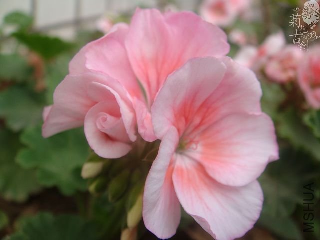 nEO_IMG_nEO_IMG_DSC01998.jpg