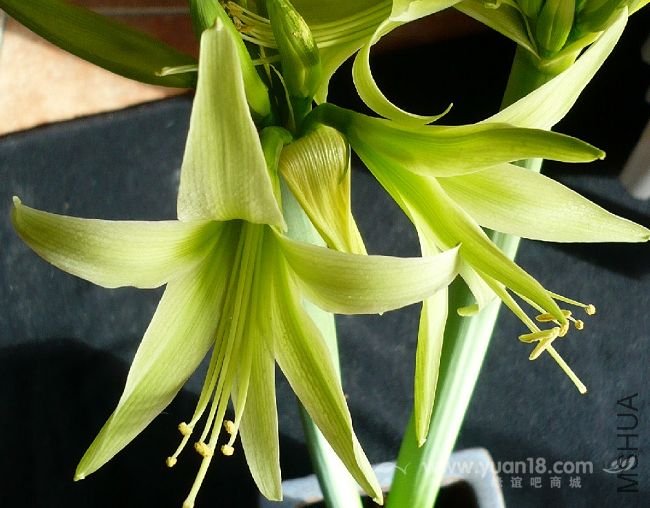 Amaryllis Evergreen3.jpg
