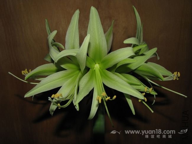 Amaryllis Evergreen4.jpg
