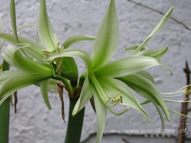 Amaryllis Evergreen2.jpg