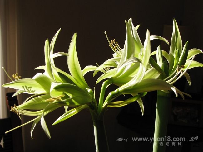 Amaryllis Evergreen5.jpg