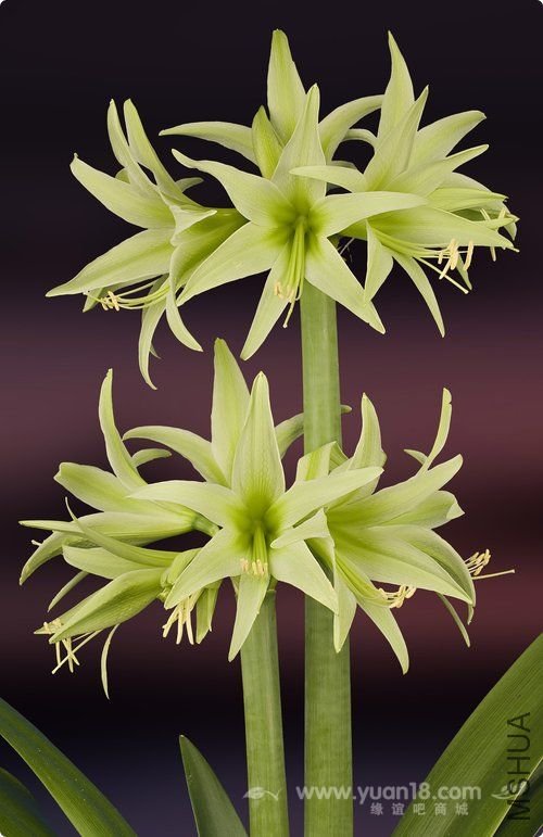 Amaryllis Evergreen1.jpg