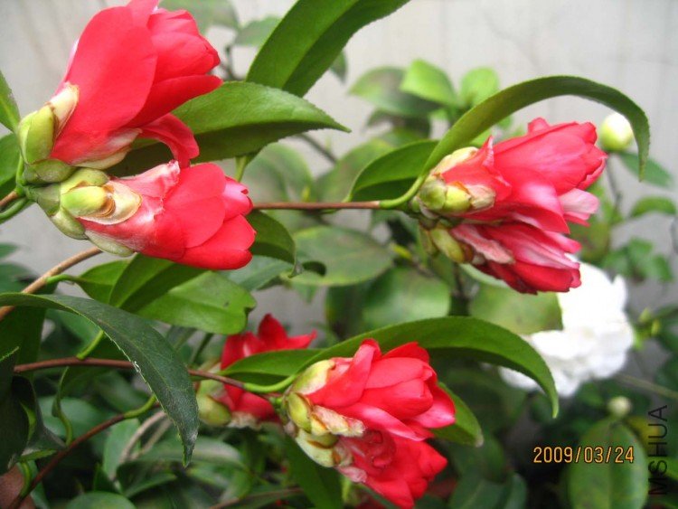 ¶̨�軨09-3-24 (10).jpg