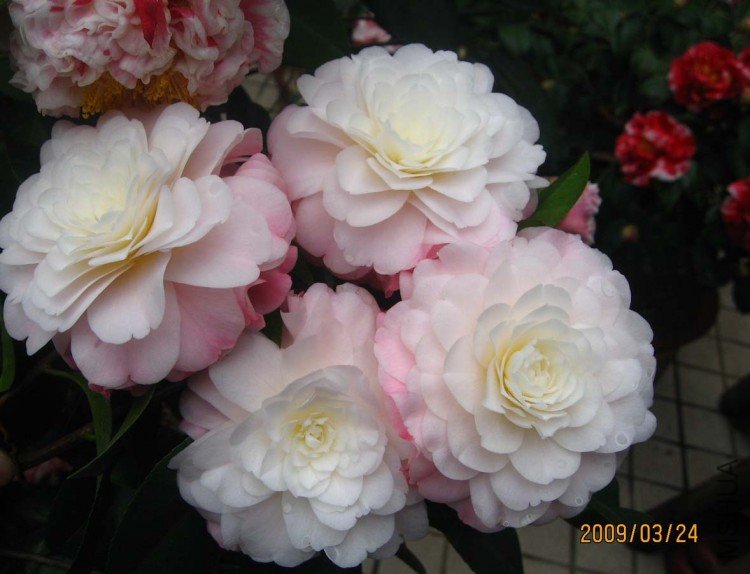 ¶̨�軨09-3-24 (11).jpg