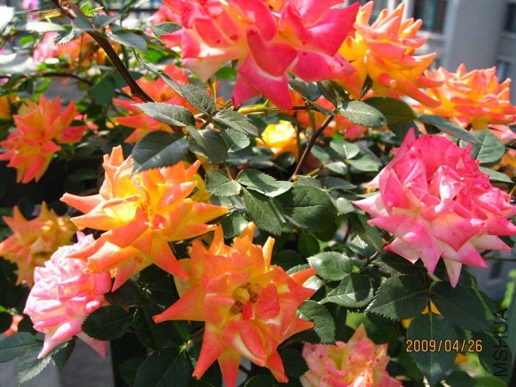 ¶̨���� 09-4-23-26(2).jpg