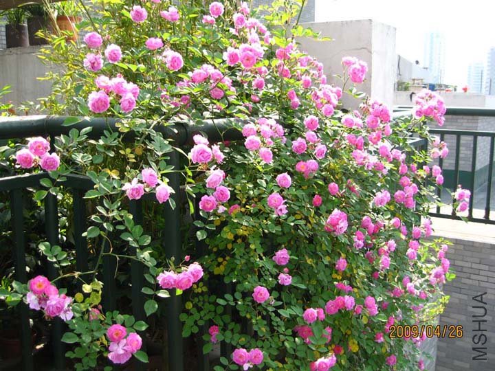 ¶̨Ǿޱ 09-4-23-26(1).jpg