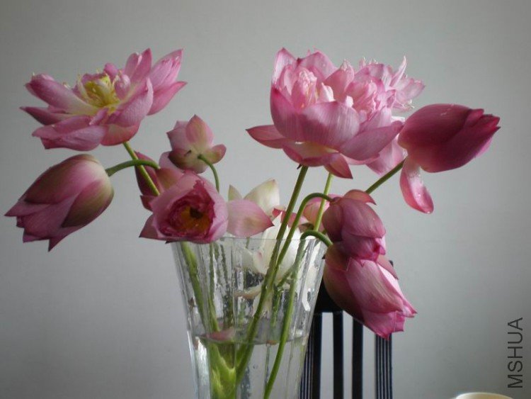 ������С P6300047.JPG