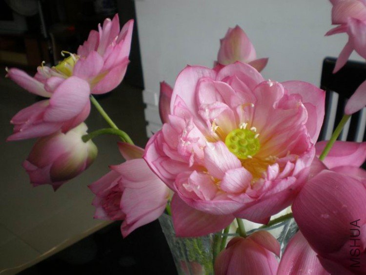������С P6300065.JPG