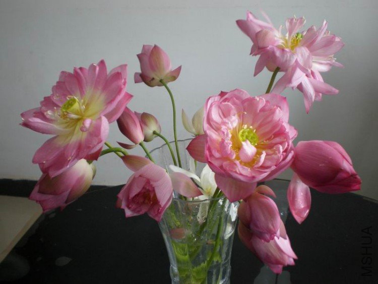 ������С P6300059.JPG