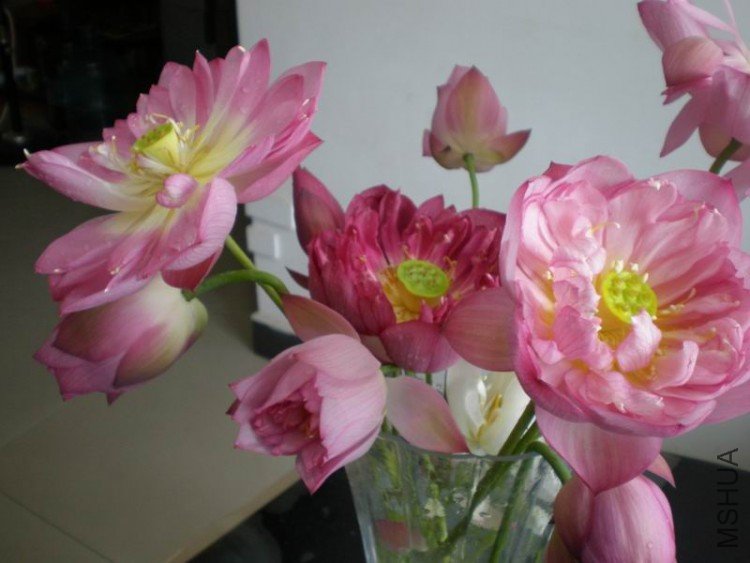 ������С P6300079.JPG