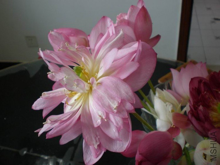 ������С P6300096.JPG