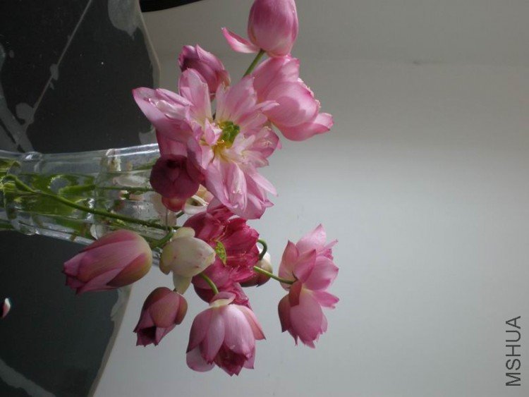 ������С P6300100.JPG