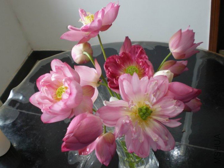 ������С P6300117.JPG