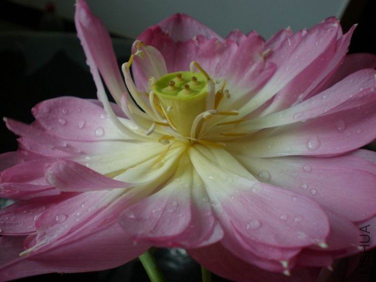 ������С P6300143.JPG