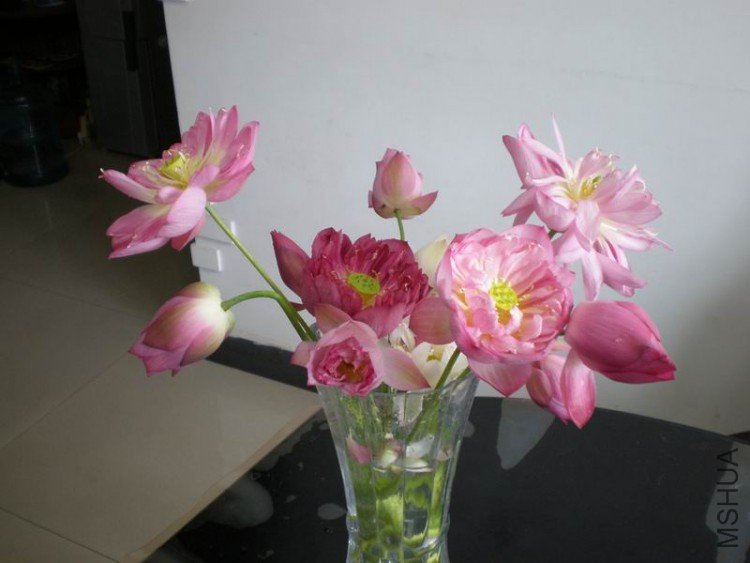 ������С P6300092.JPG