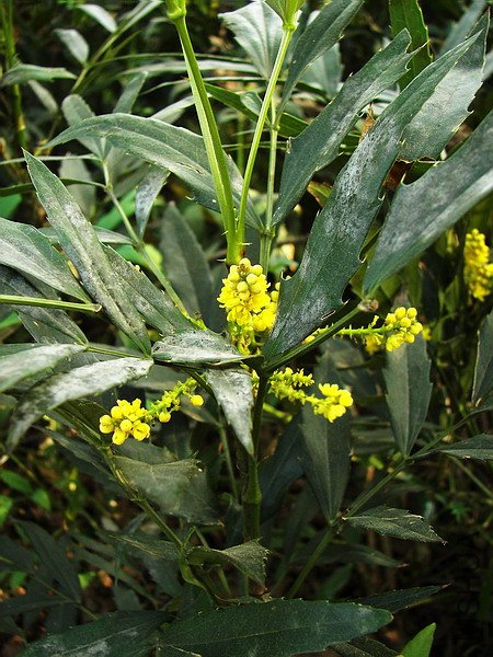 100_2663.jpg