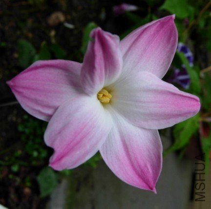 ����Zephyranthes . Sp.Labuffarosa Lily Pies.jpg