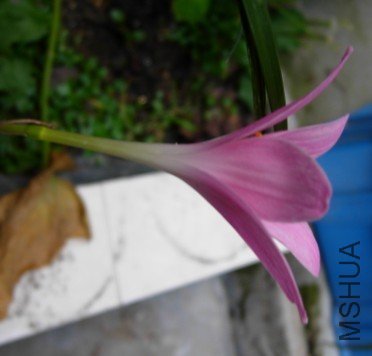 ����Zephyranthes . Macrosiphon   A.jpg