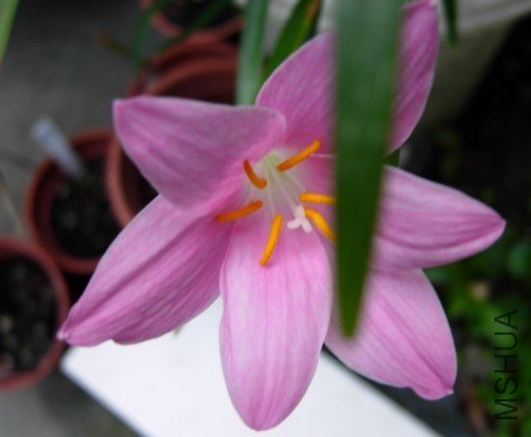 ����Zephyranthes . Macrosiphon.jpg