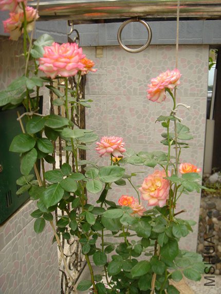 DSC07558a.jpg