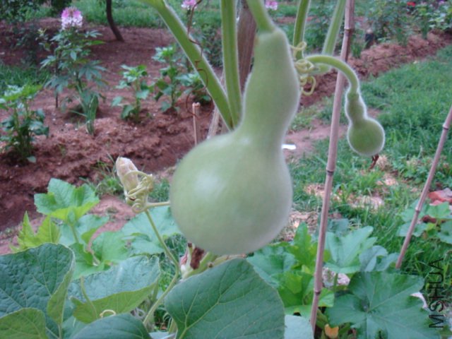 DSC00977.JPG