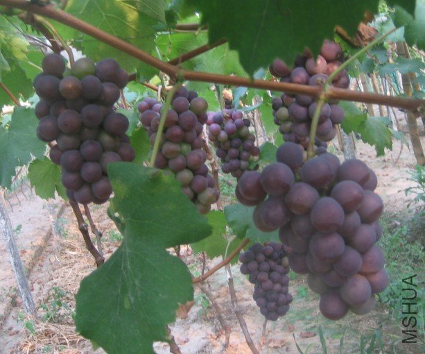 P5.jpg