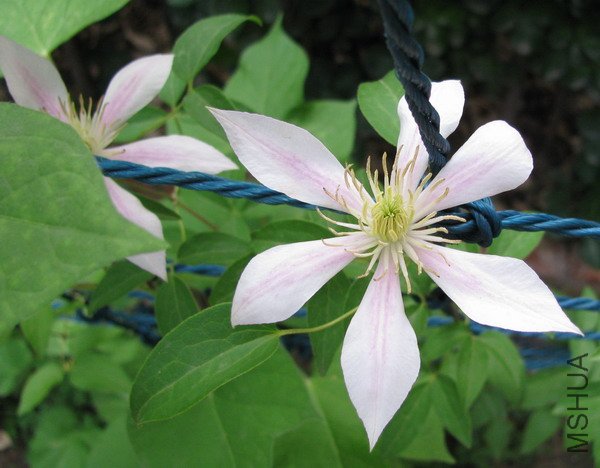 С�� ��׿÷�� 01.jpg