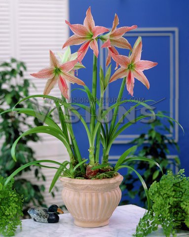Hippeastrum Spotty.jpg