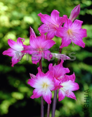 Amaryllis belladonna3.jpg