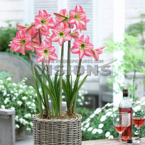 Hippeastrum Pink Panther.jpg