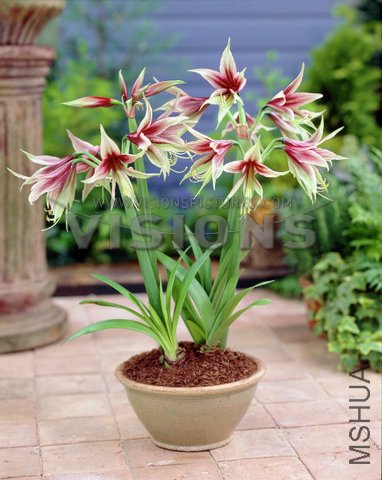 Hippeastrum Jungle Star.jpg