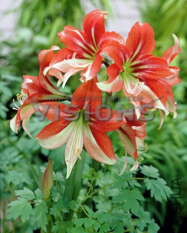 Hippeastrum Grandeur.jpg