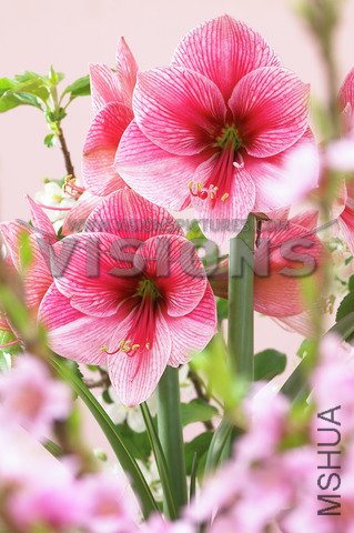 Hippeastrum Purple Rain.jpg