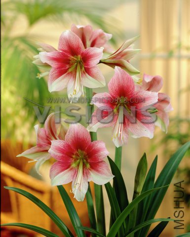 Hippeastrum Melusine.jpg
