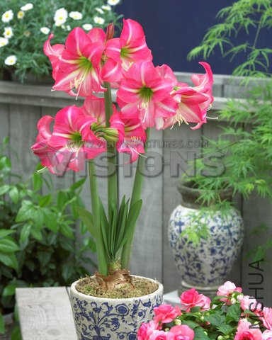 Hippeastrum Lollypop.jpg