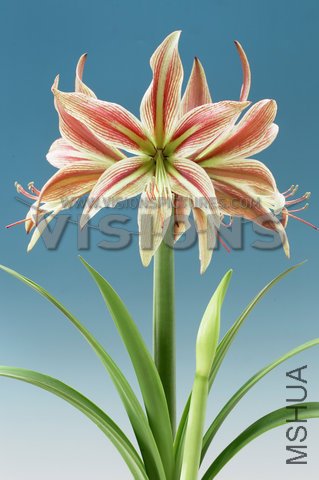 Hippeastrum Rio Negro.jpg