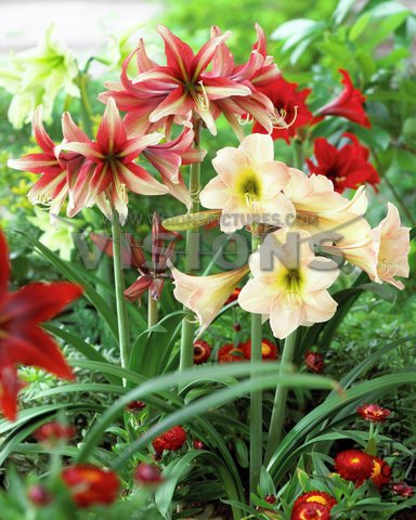 Hippeastrum mixed.jpg