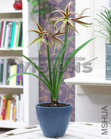 Hippeastrum Nr. 98-60.jpg