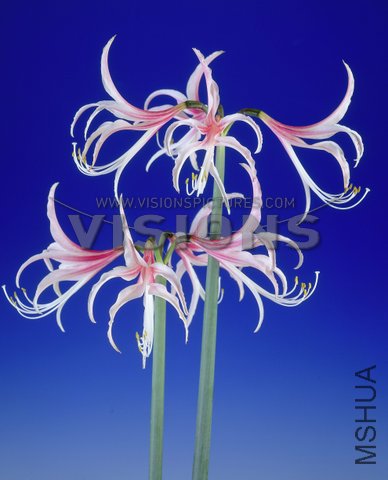 Hippeastrum cybister.jpg