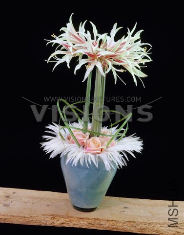 Hippeastrum Night Star.jpg