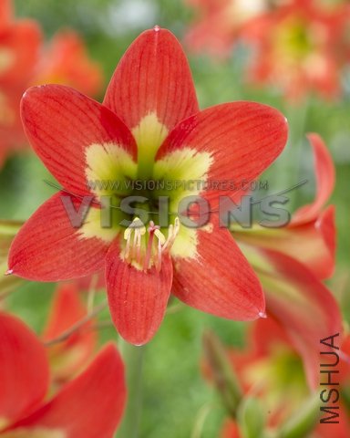 Hippeastrum Orange Rascal.jpg