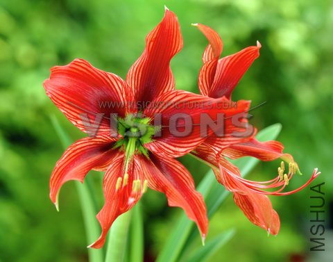 Hippeastrum red.jpg